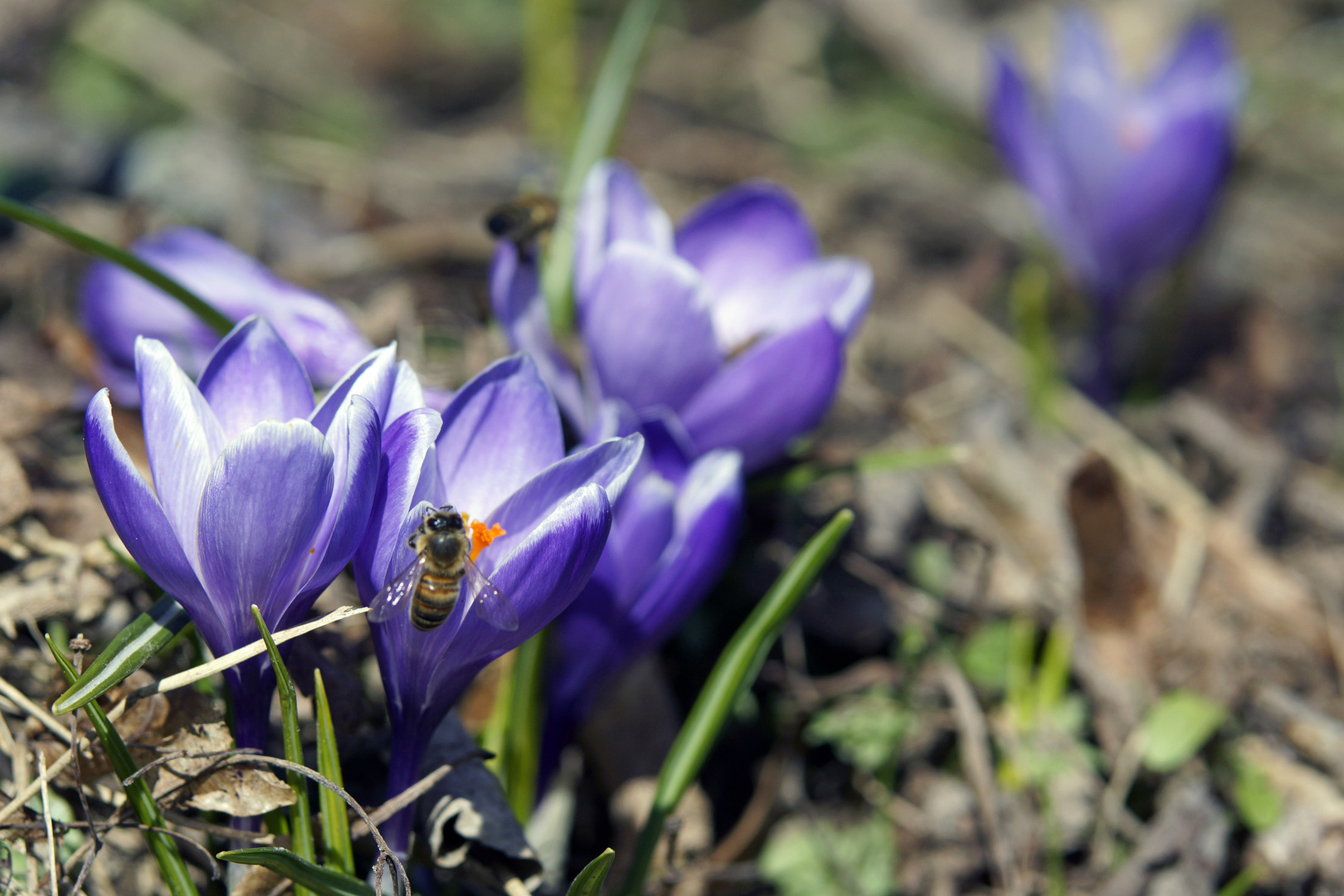 Frühling...