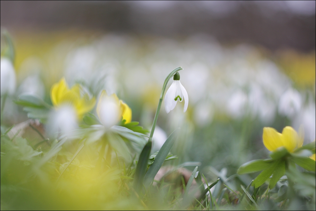 * Frühling **