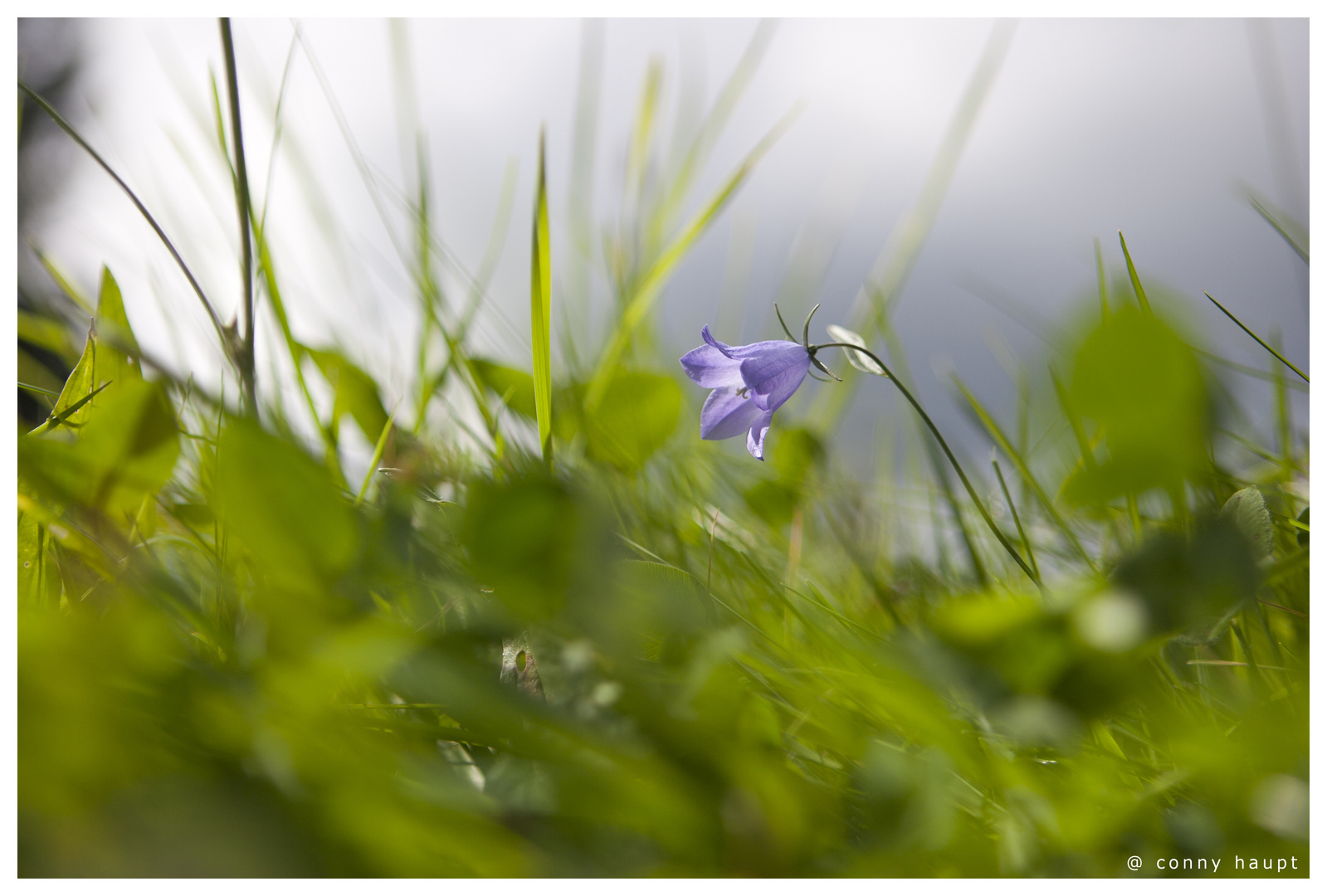 * frühling *