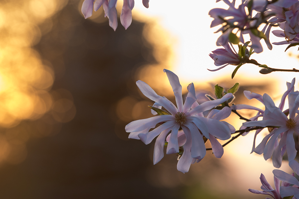 Frühling ....