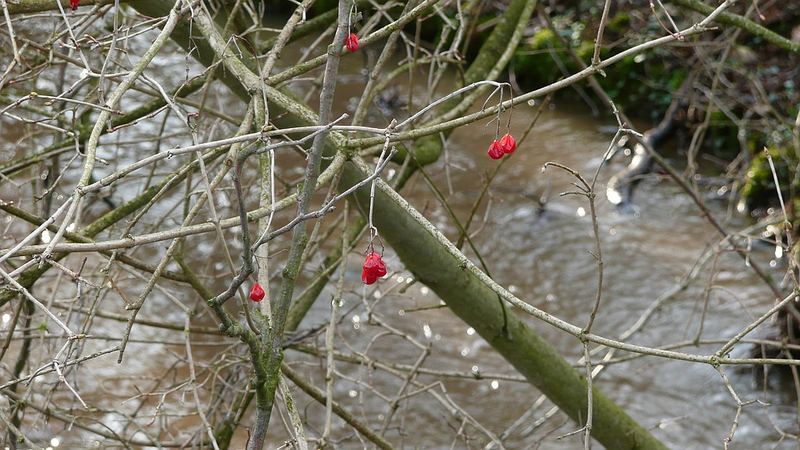 Frühling?