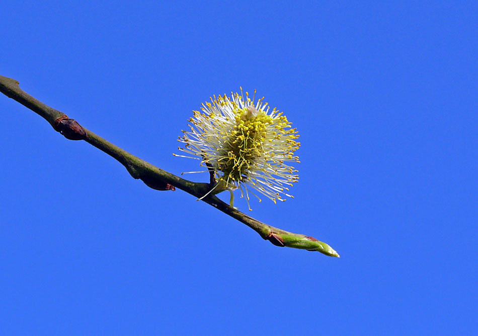 Frühling by Doris Thiemann 