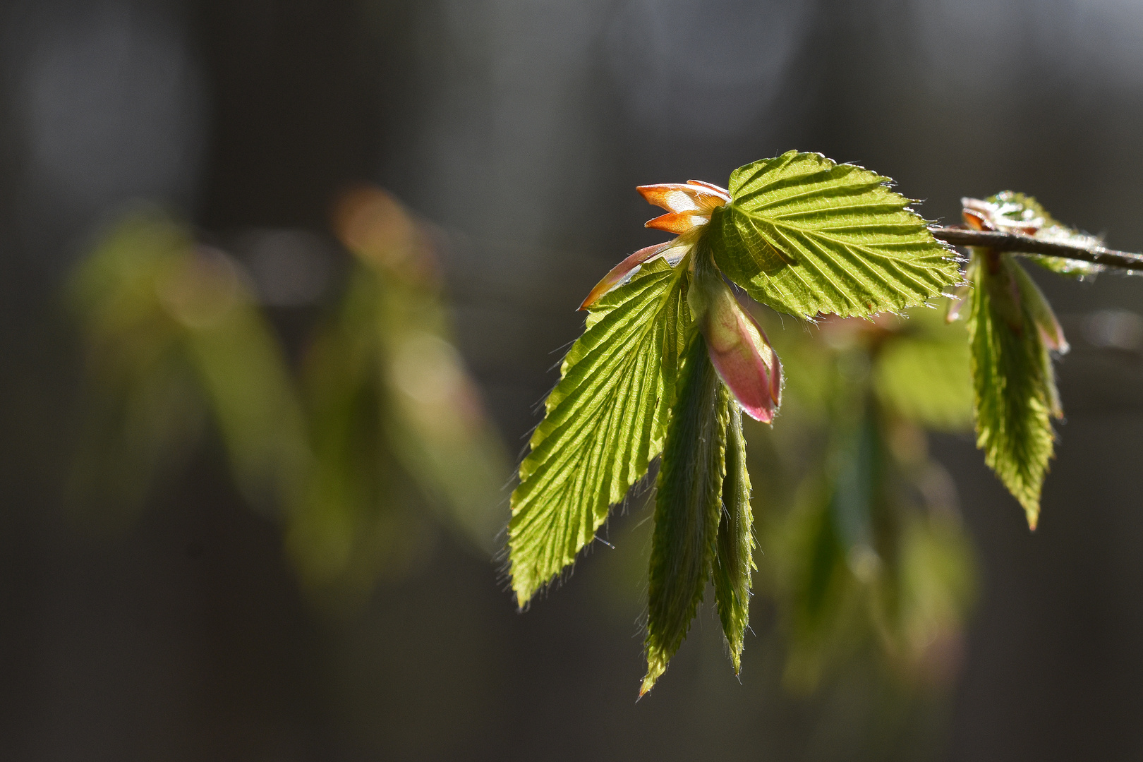 Frühling!