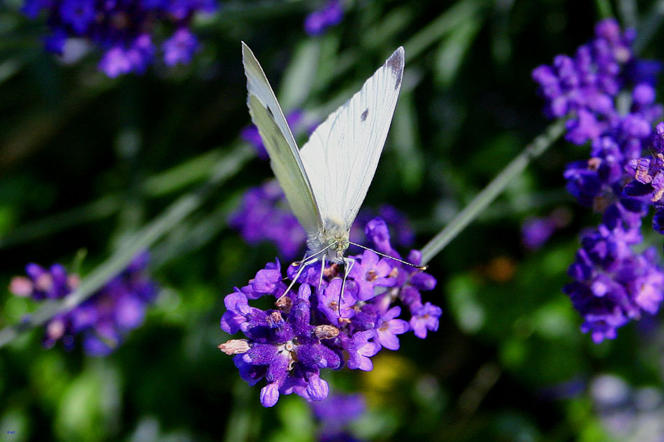 Frühling