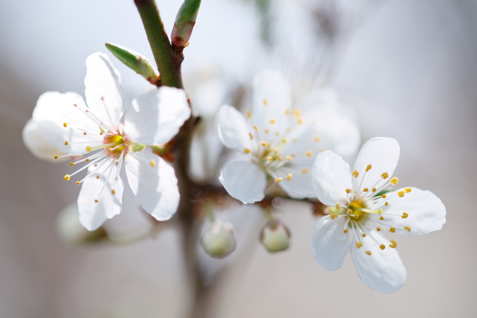 Frühling