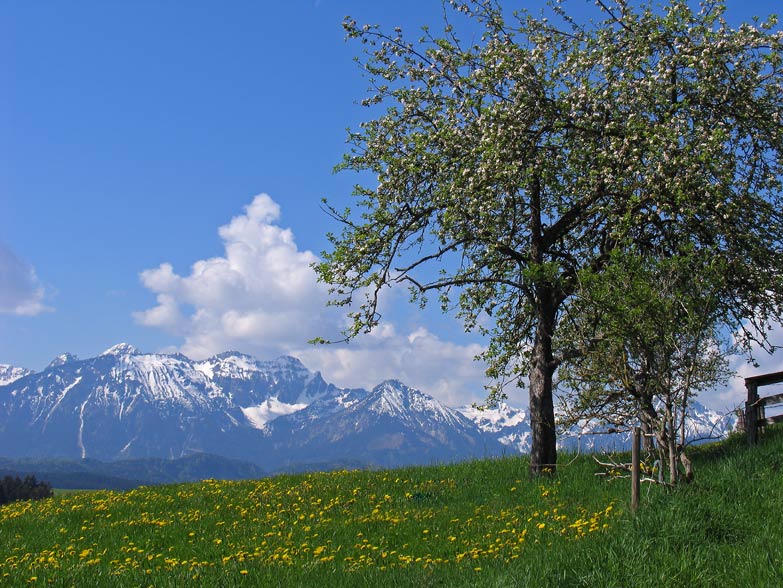 Frühling