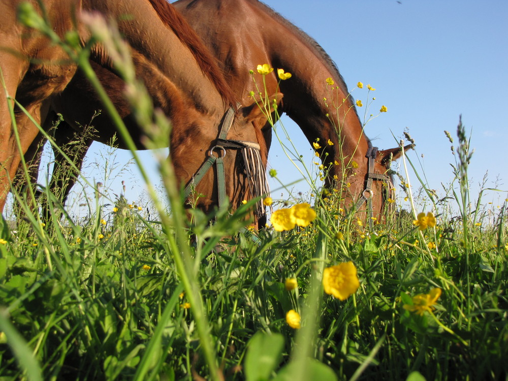 Frühling