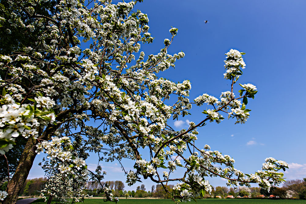 Frühling !