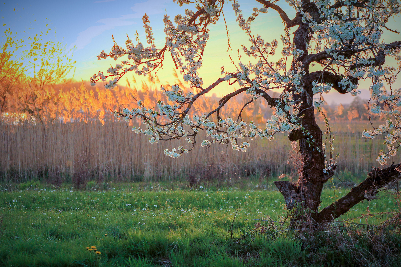 Frühling