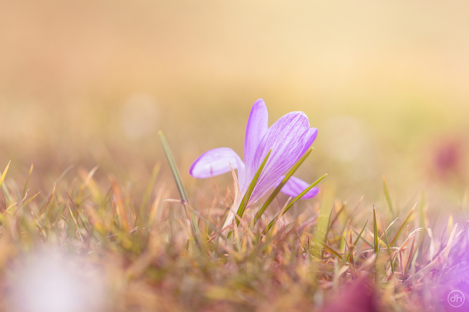 Frühling