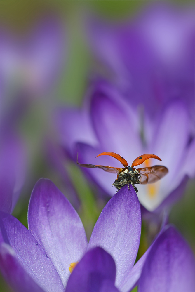 Frühling