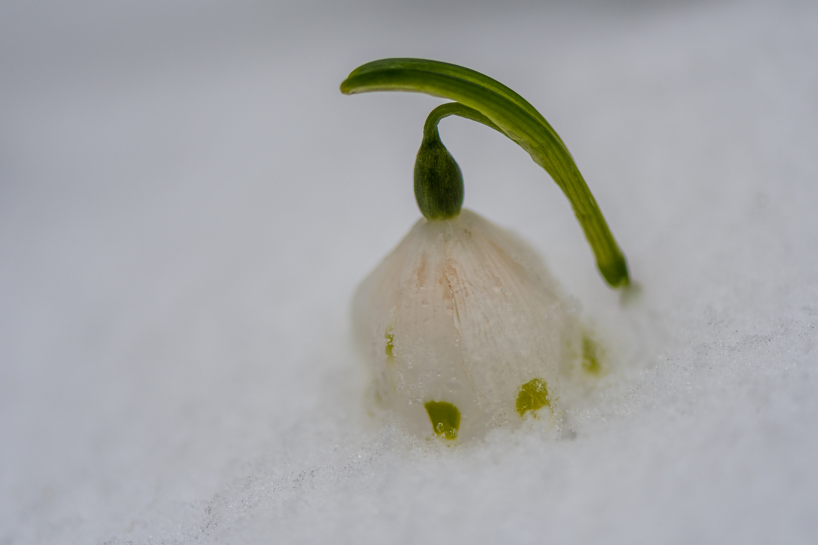 Frühling?