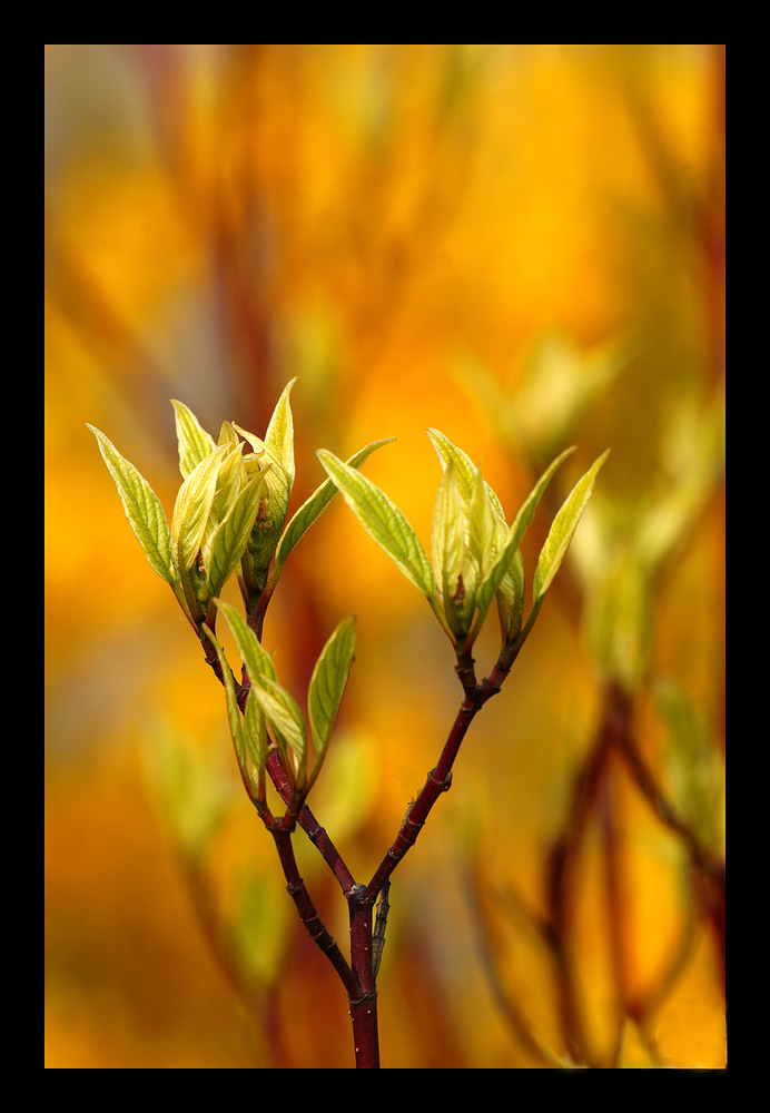 Frühling