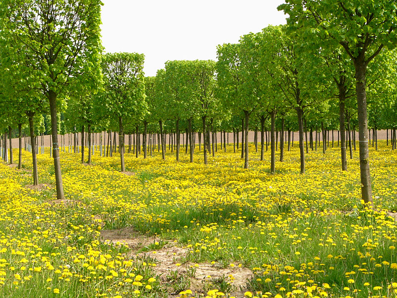 Frühling