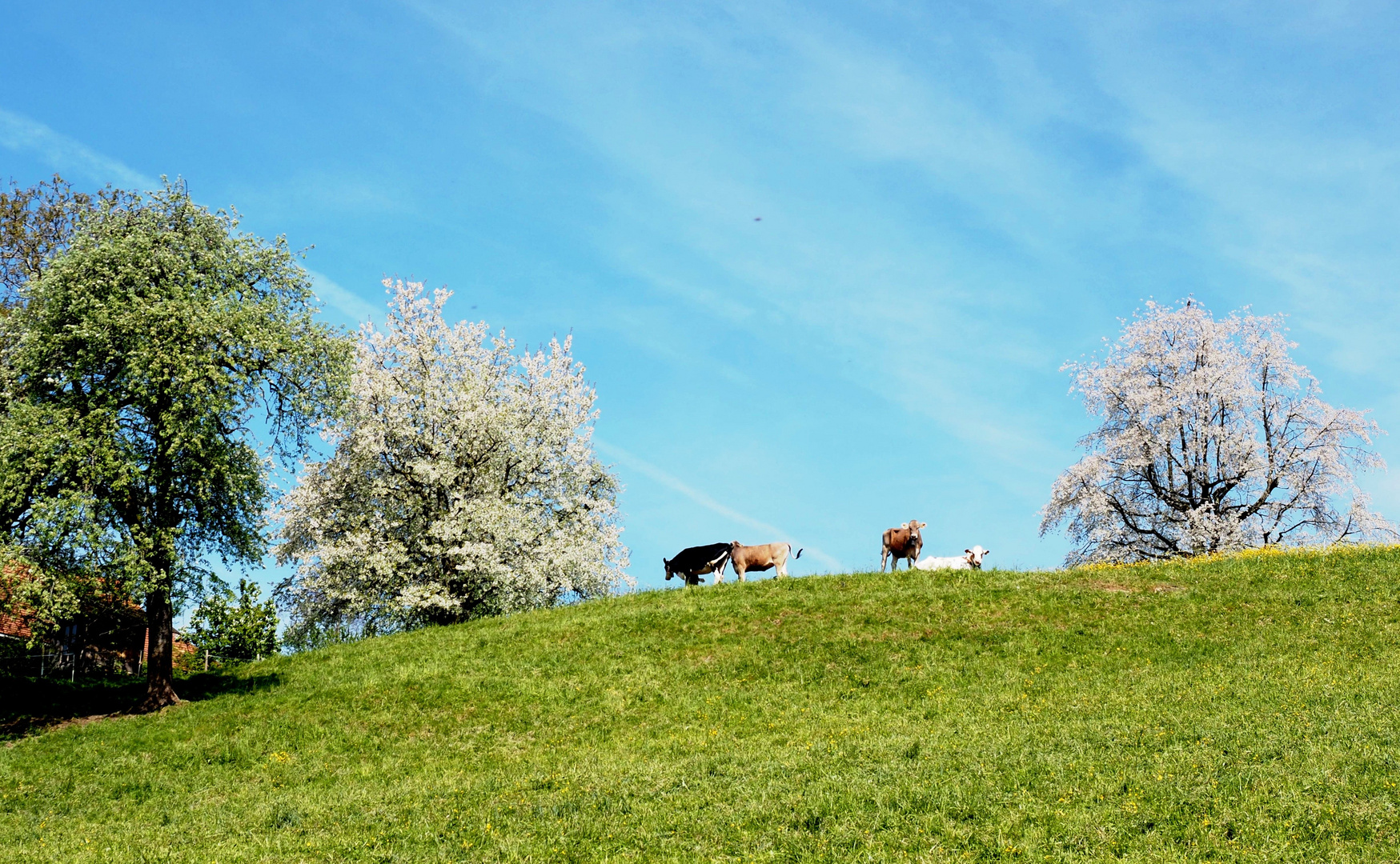 Frühling