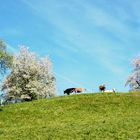 Frühling