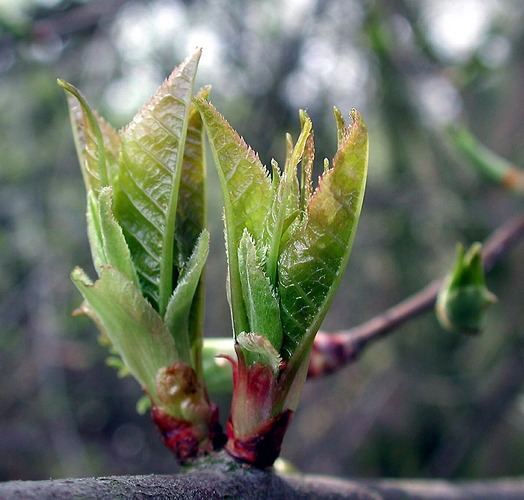 Frühling...