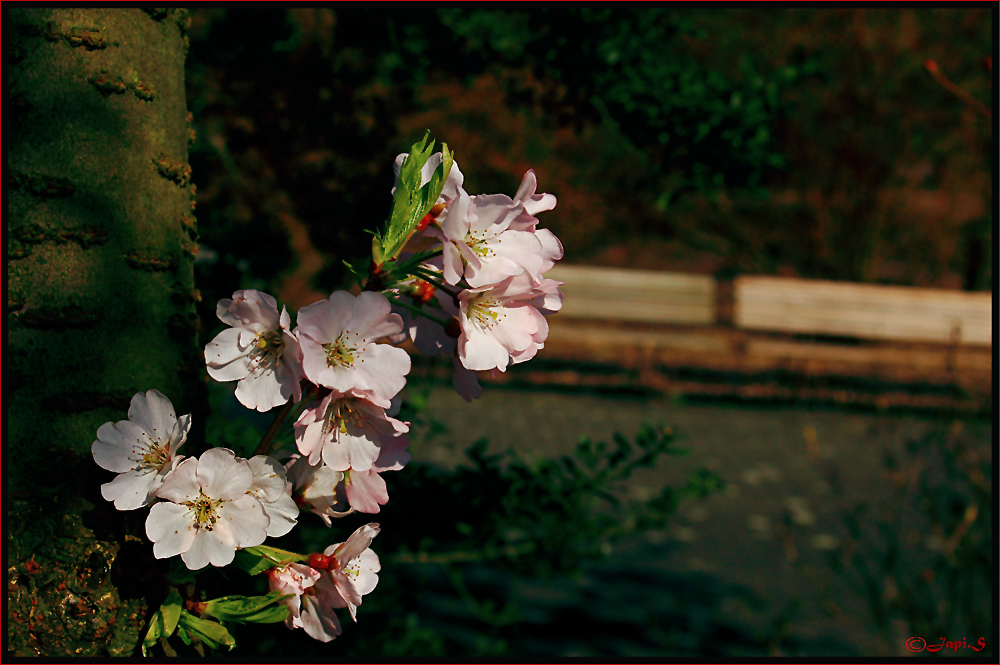 Frühling