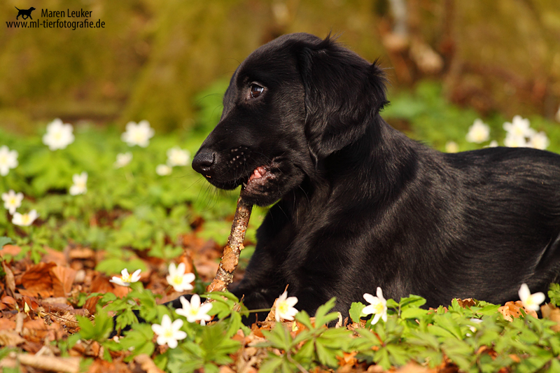 Frühling...