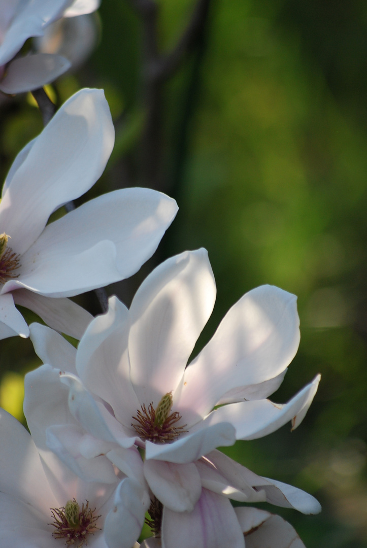 Frühling