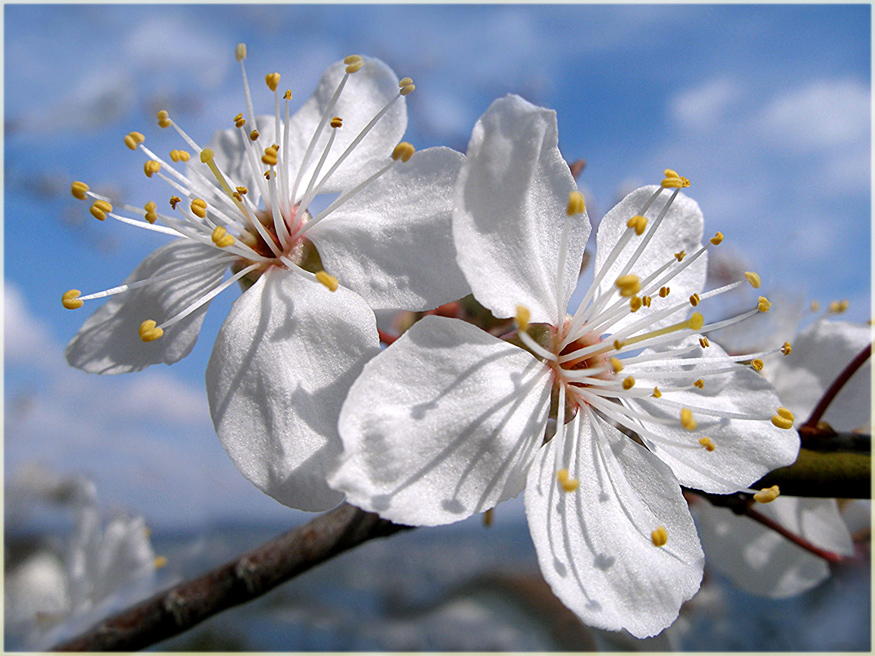 Frühling