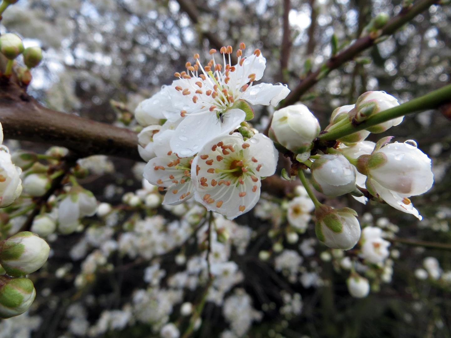 Frühling