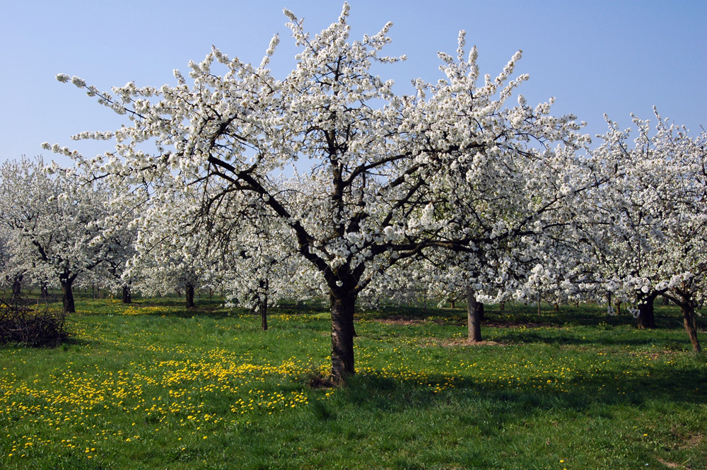 Frühling!