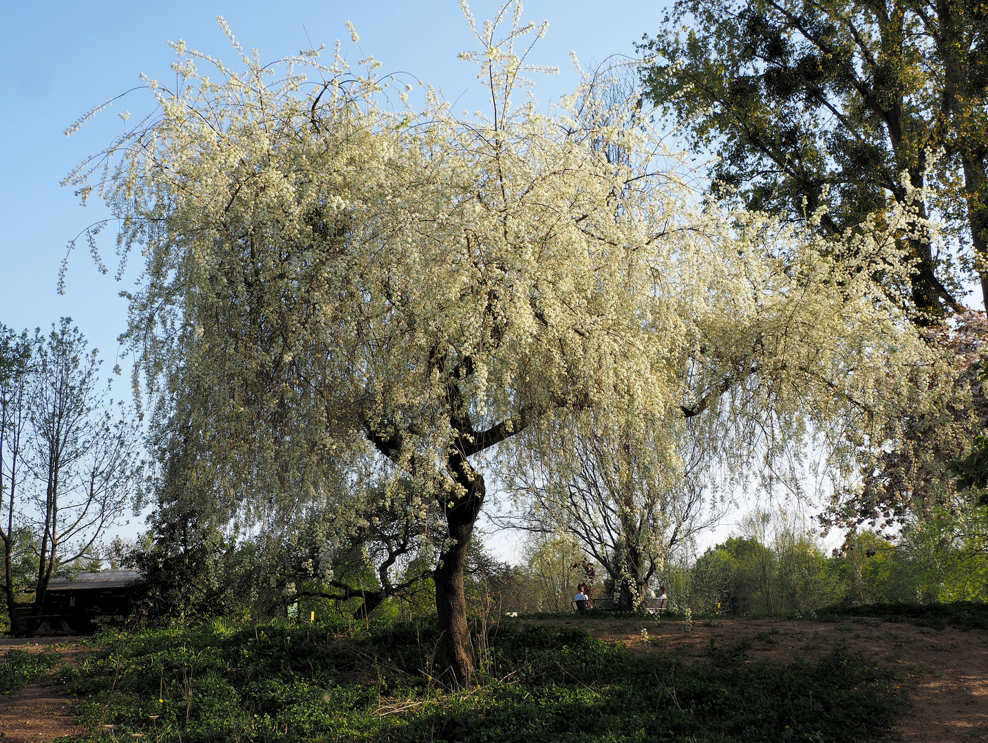 Frühling… 