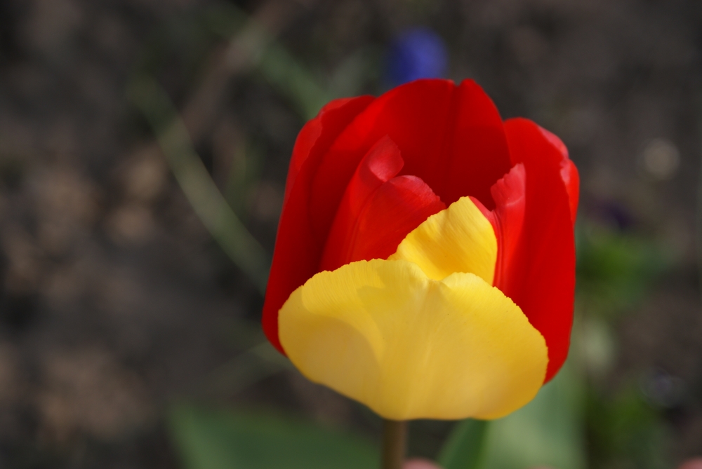 Frühling von Mary Bock 