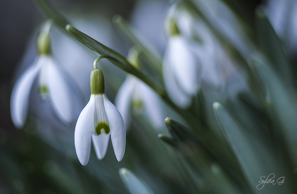 Frühling