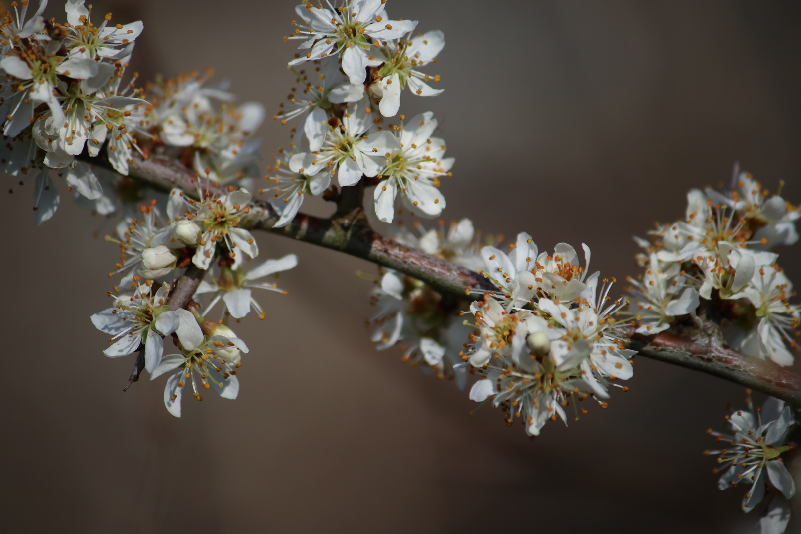 Frühling