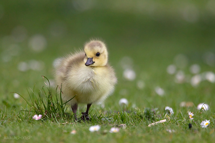 Frühling