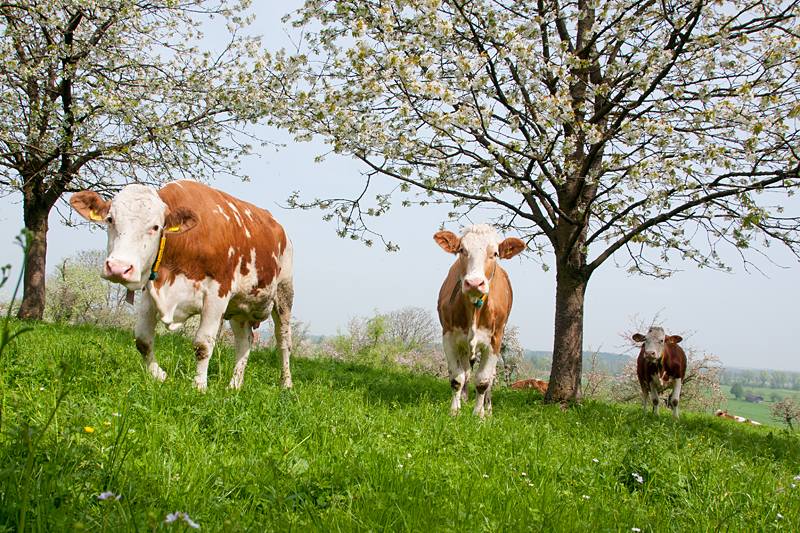 FRÜHLING