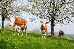 FRÜHLING