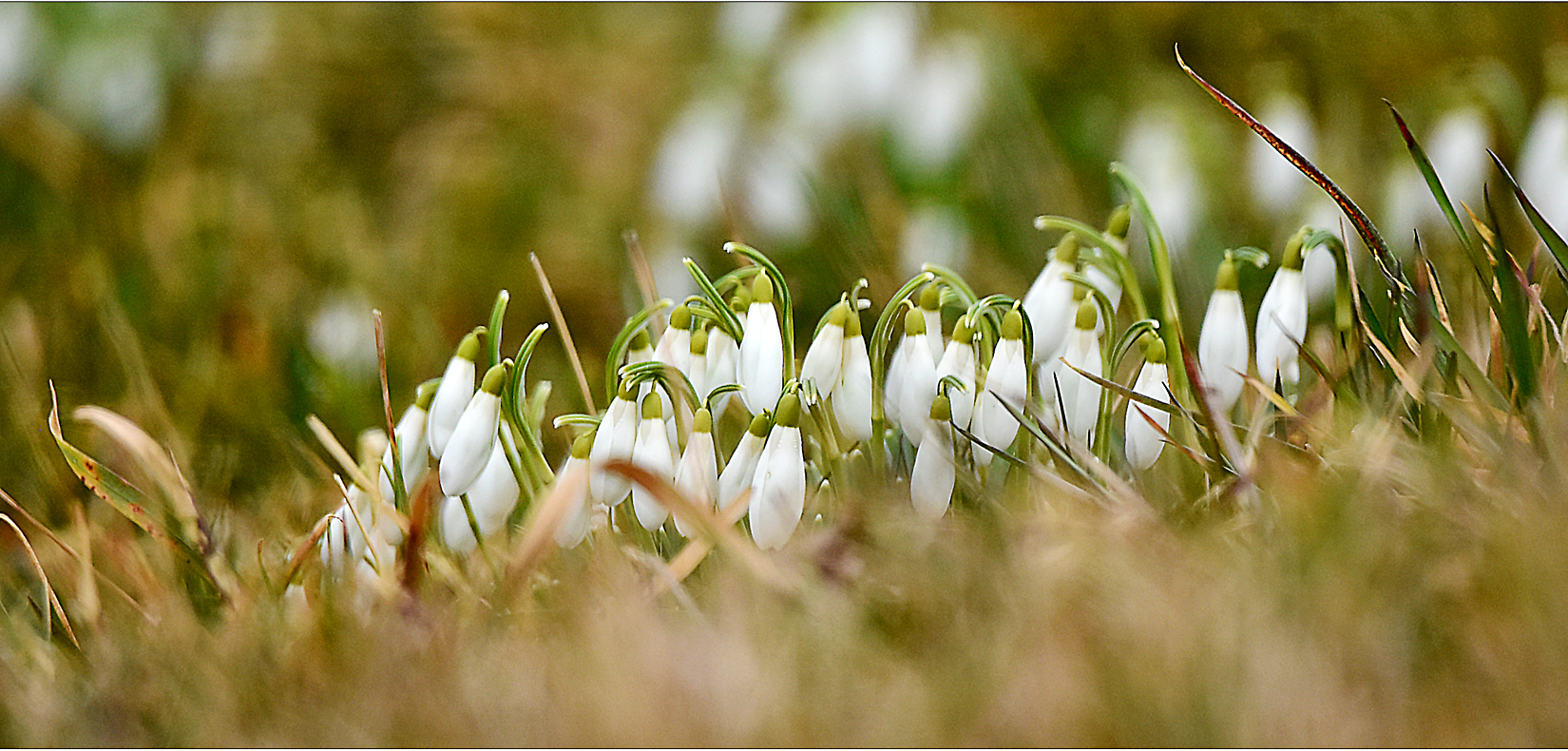 ...frühling...