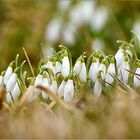 ...frühling...