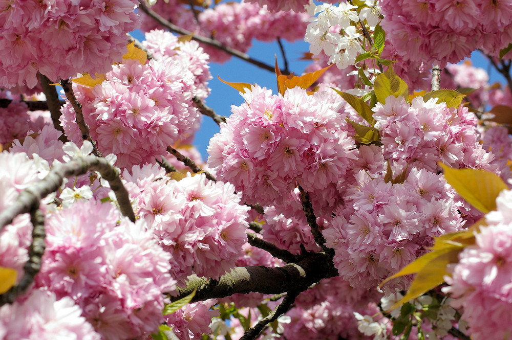 Frühling