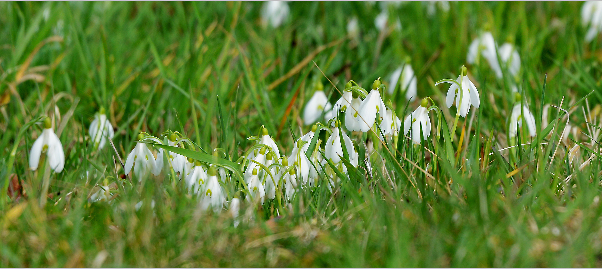 ...frühling...