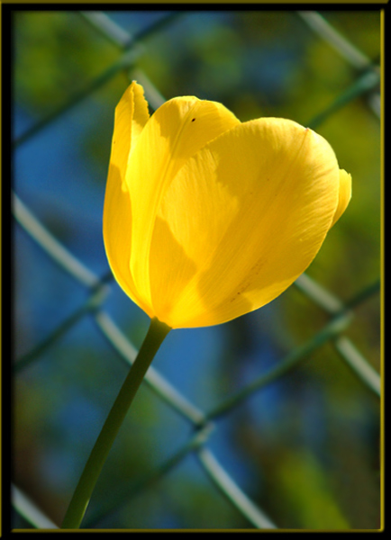 frühling...