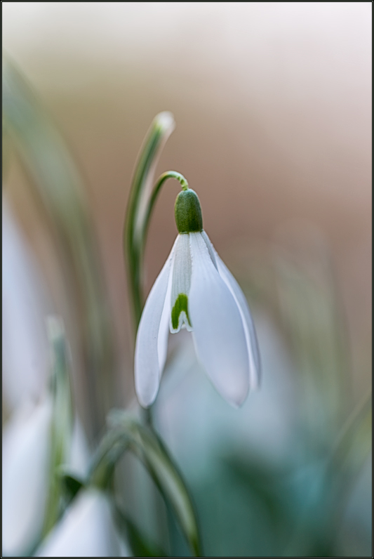 Frühling .