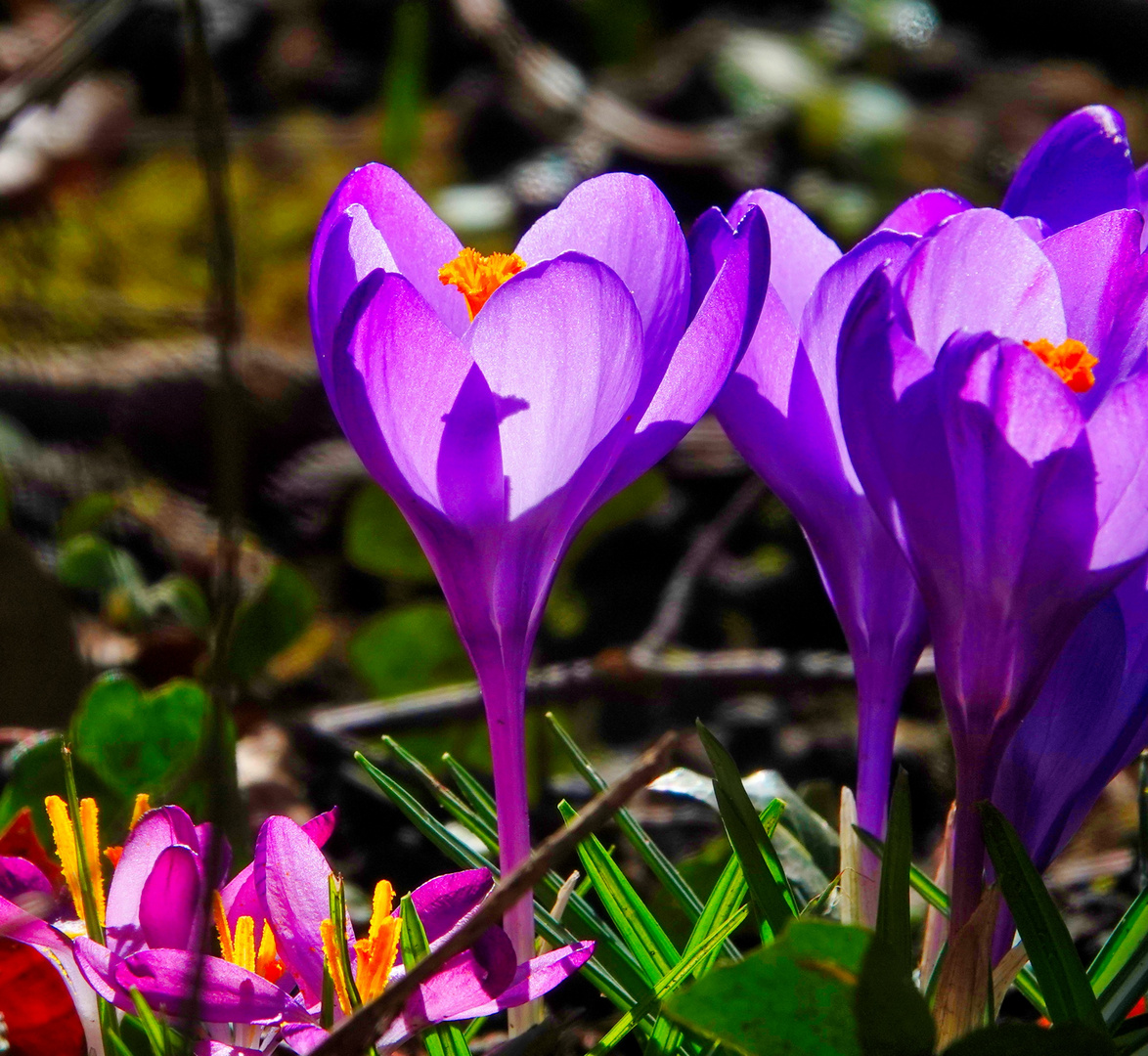 Frühling 