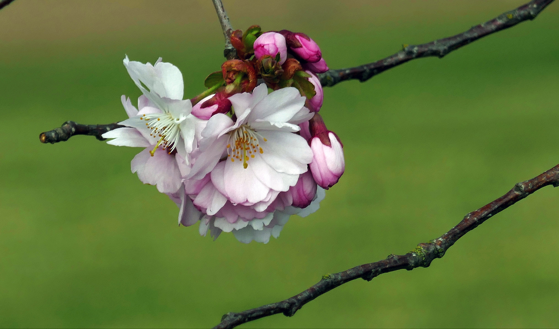 Frühling