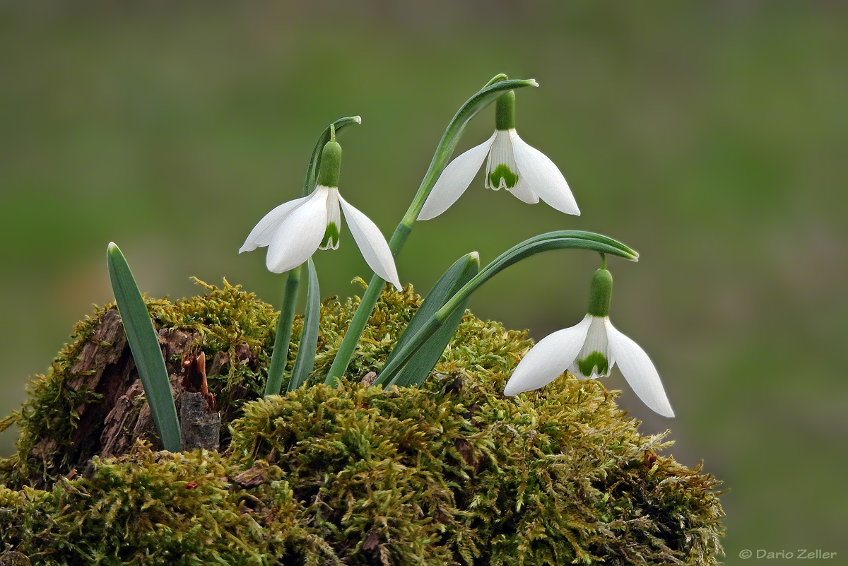 Frühling