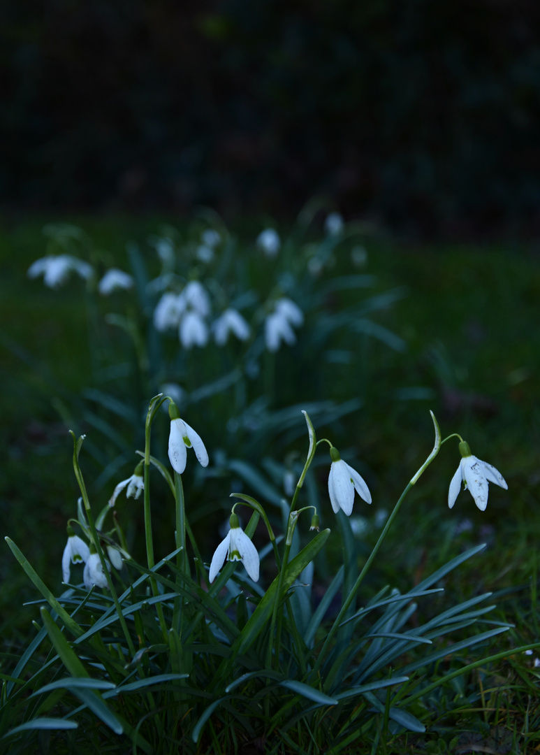 Frühling