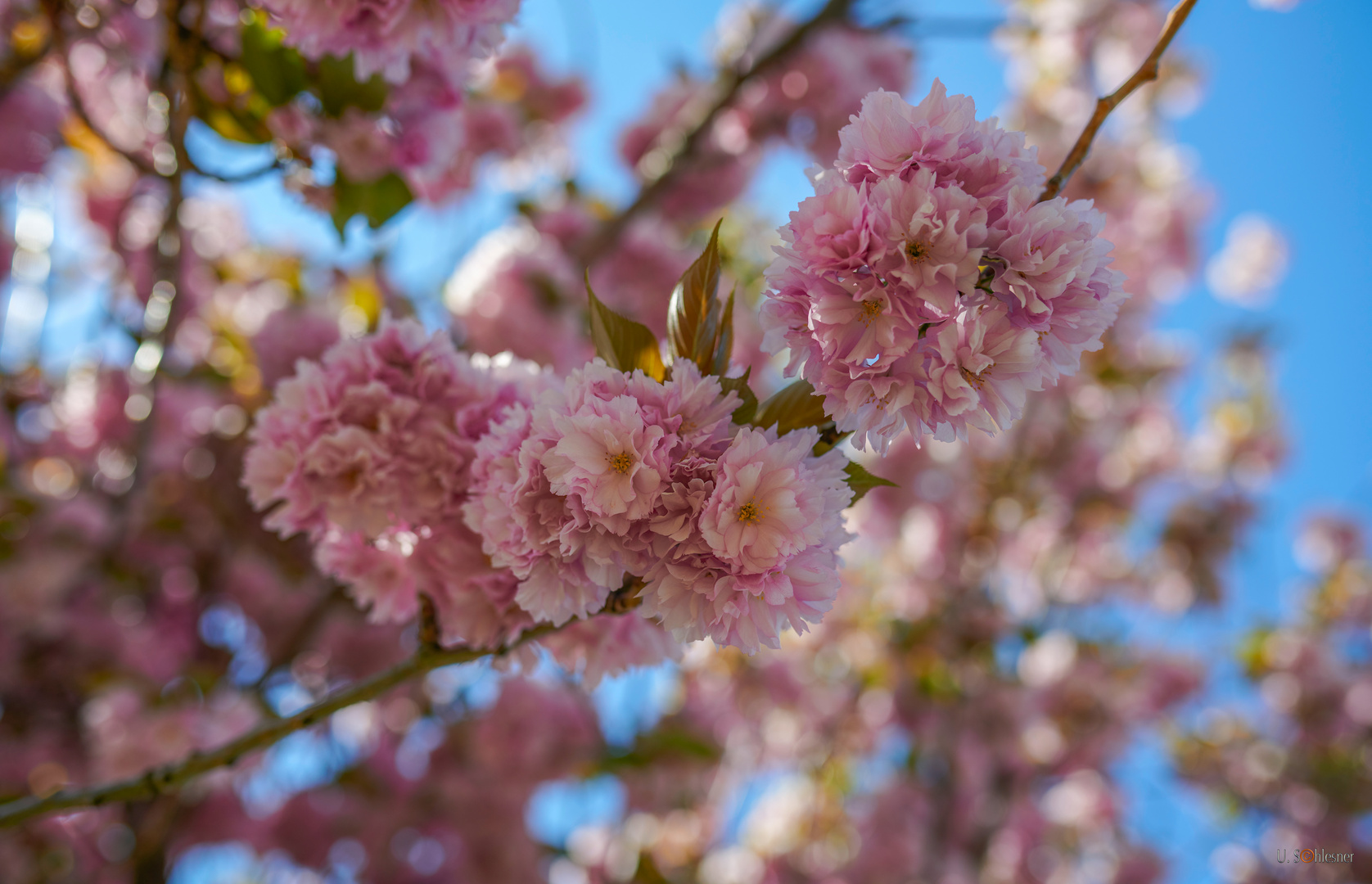 Frühling 