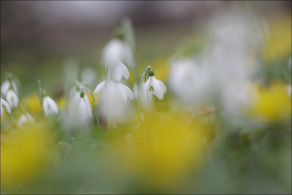 * Frühling *