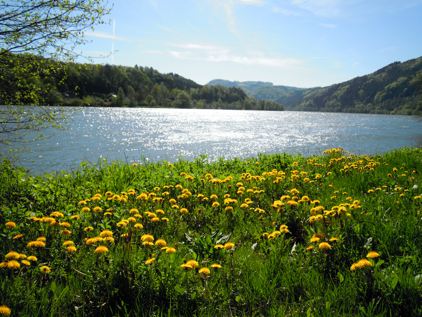 Frühling a. d. Donau..