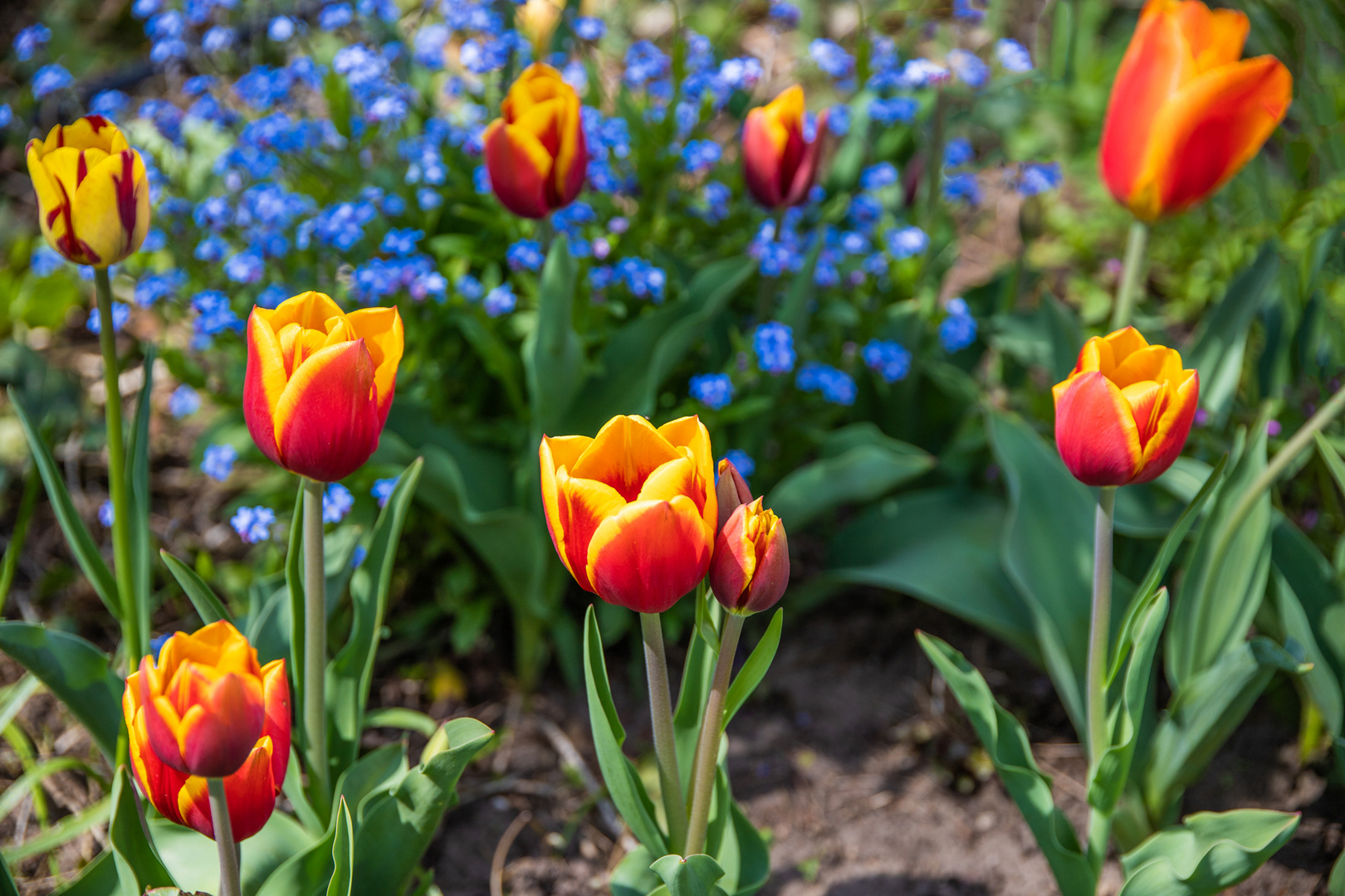 Frühling