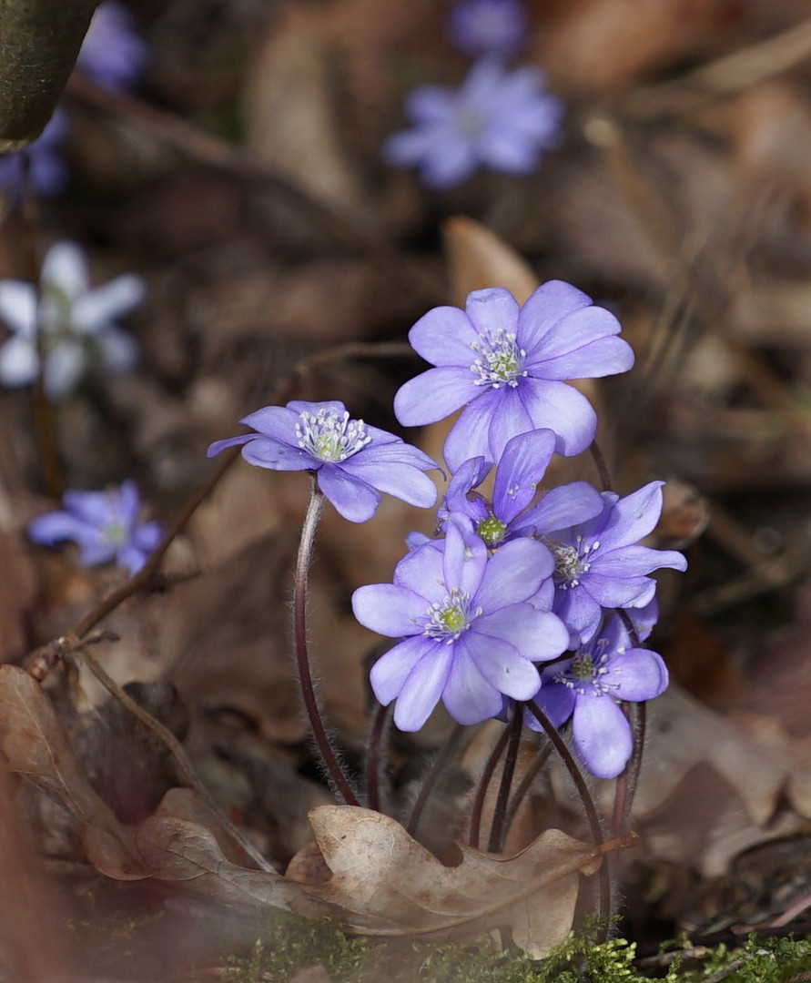 Frühling!