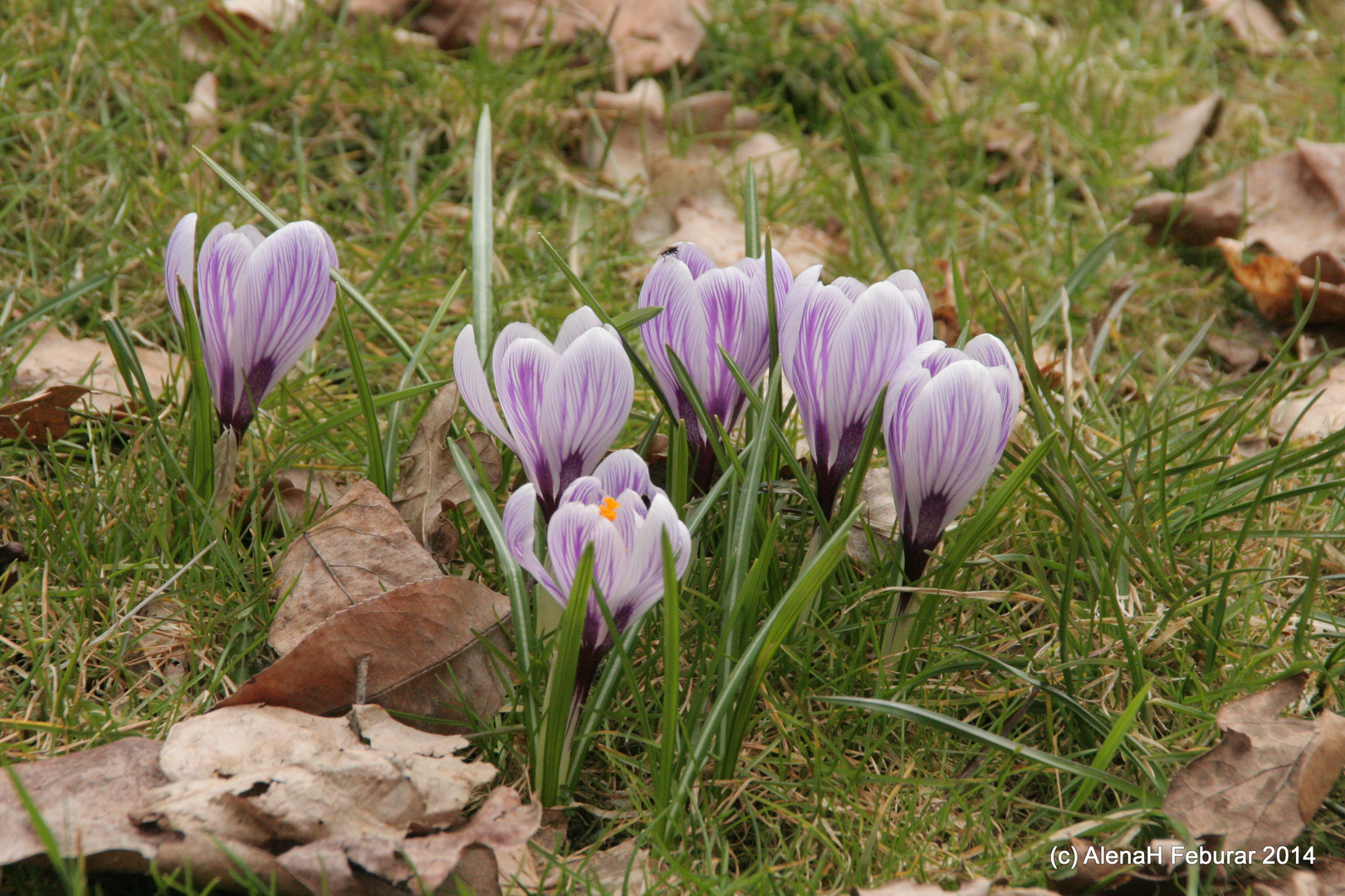 Frühling